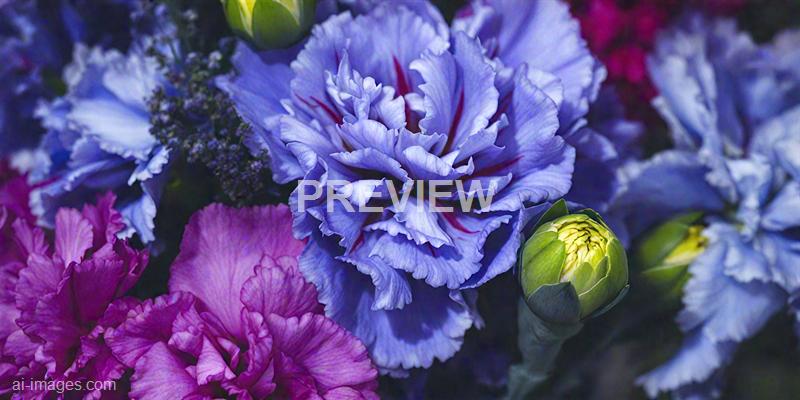 freepik__dark-blue-carnation-flowers-bouquet-soft-filter__47767_250929165134_00001