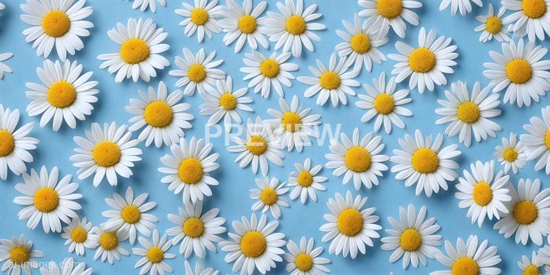 freepik__chamomiles-on-blue-background__57119_250524193242_00001