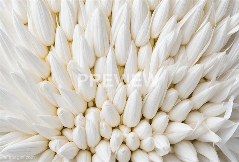 freepik__white-paper-texture-clean-corn-flower-background__44001_250928094226_00001