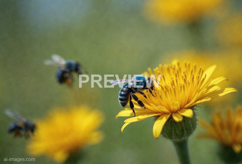 freepik__a-blue-bee-flying-and-other-bees-watching-her-from__6848_250520171208_white_00001