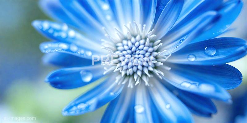 freepik__macro-shot-of-a-plain-corn-flower-blue-and-white-w__94735_250928090432_00001