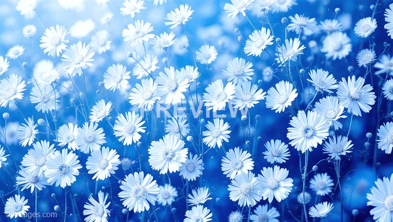 freepik__abstract-white-cornflower-blue-background__38731_250928020155_00001
