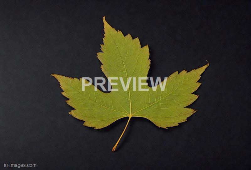 freepik__one-leaf-on-a-black-background__36259_250525210040_00001