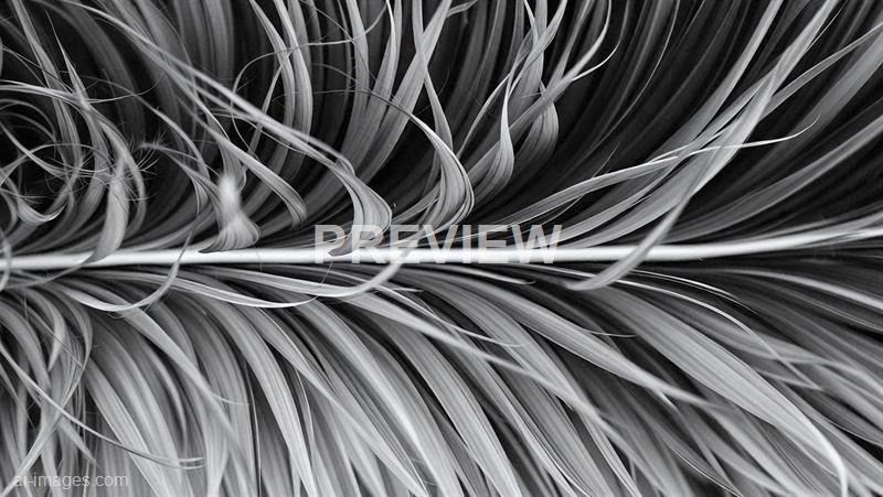 freepik__black-and-white-feather-texture-clean-corn-flower-__43964_250928020838_00001